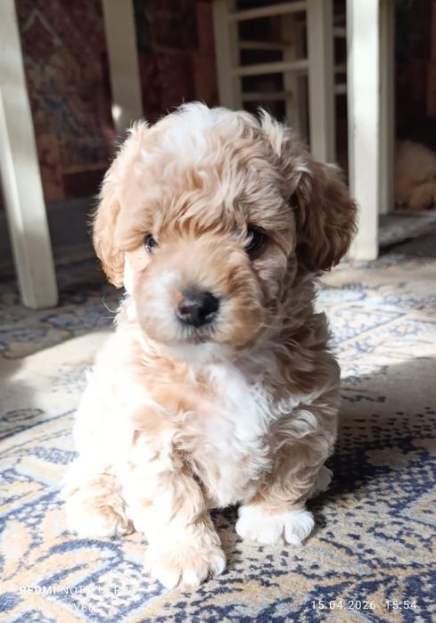 Продам щенков той - пуделя