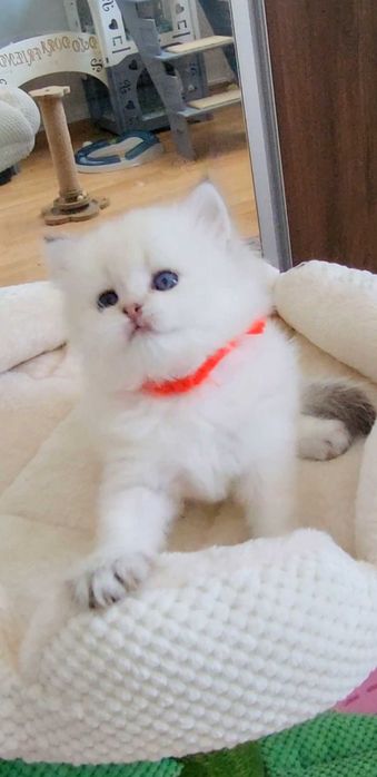 Fetita British Longhair alba cu ochi albastri - linie selecta