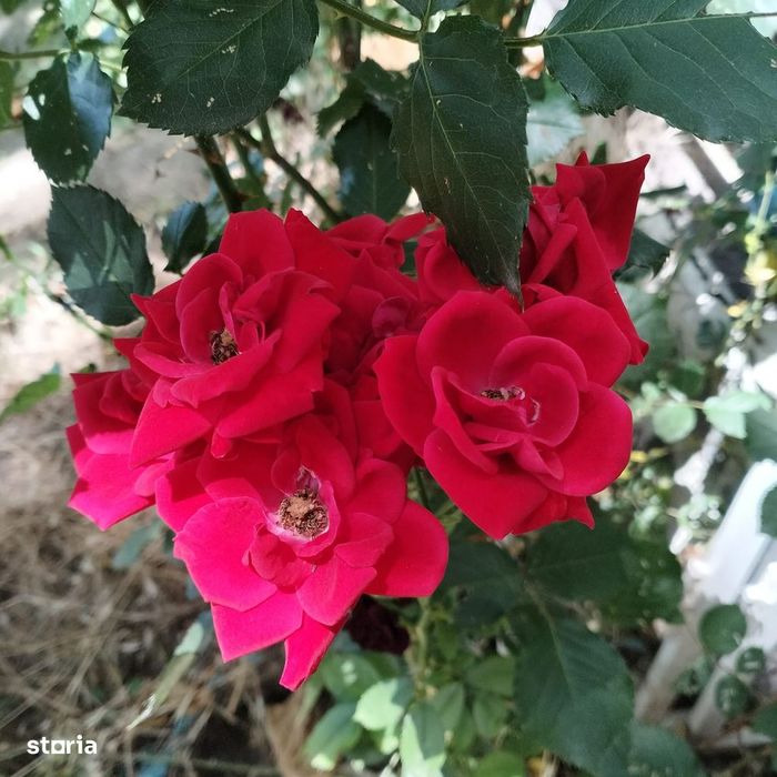Apartament 2 camere la parter cu curte proprie în proprietate