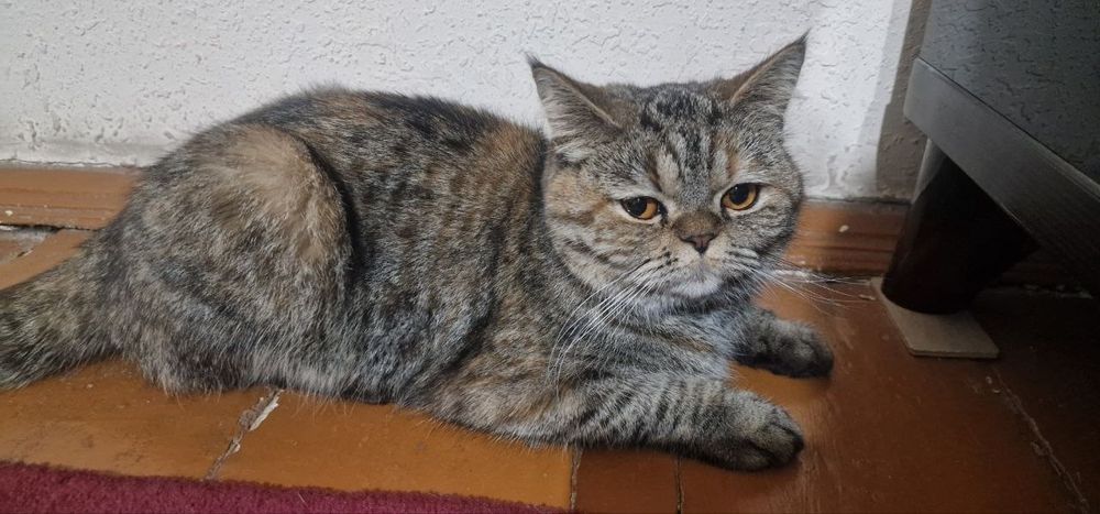 Шиншилла страйт кошка
