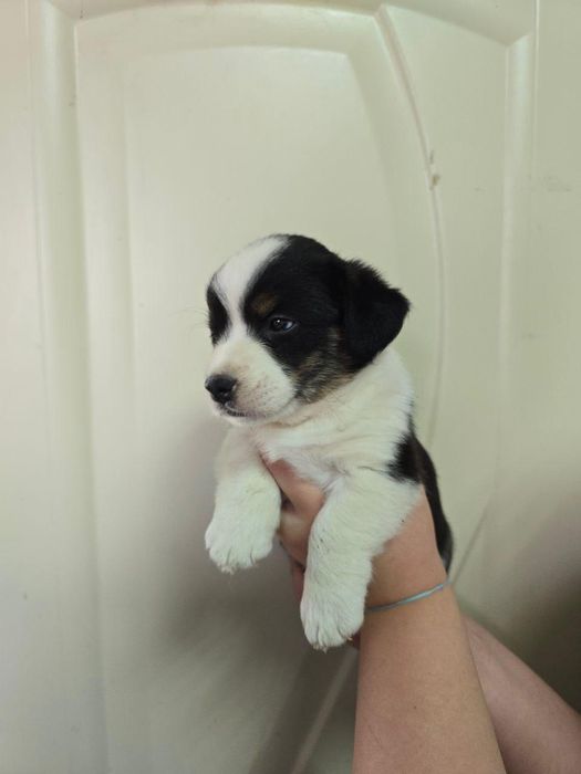 Продам щенков корги кардиган