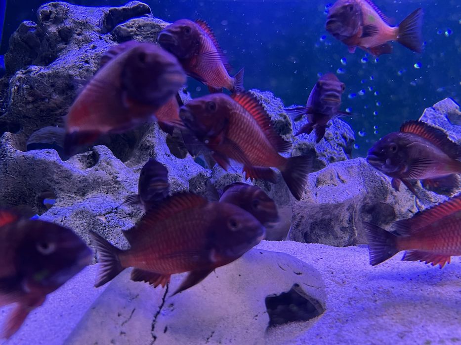 Ciclide Africane Tropheus Kalambwe Red