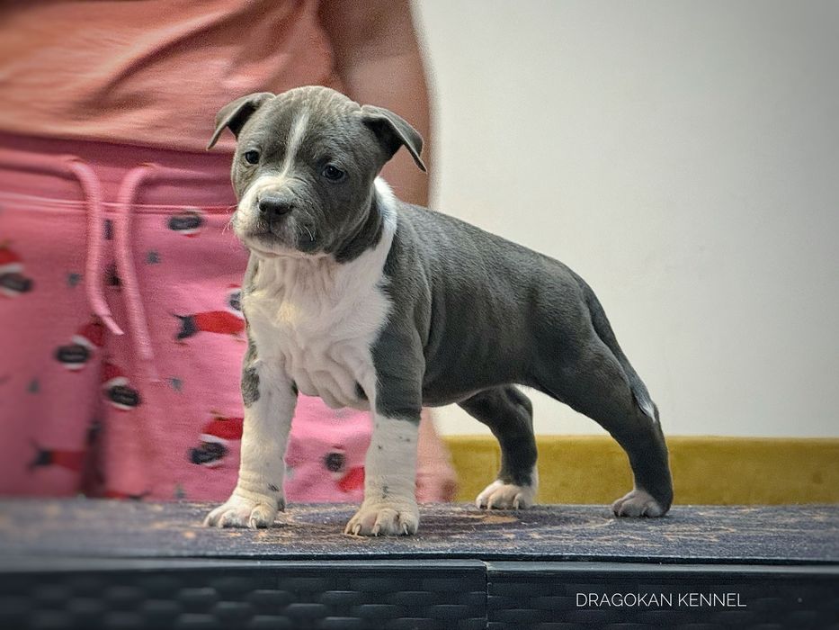 Femela amstaff rasă pură cu pedigree