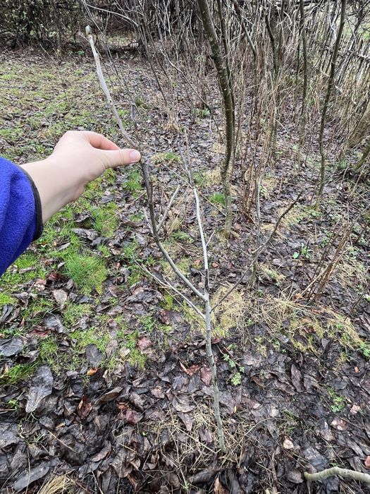 Vând puieți de nuc