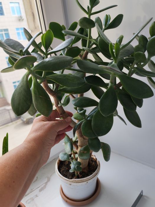 Продам денежное дерево, алоэ вера