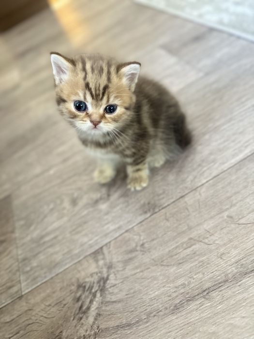 Котята шотландцы