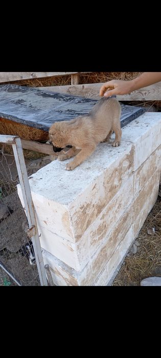 Choʻpon gidik sotiladi