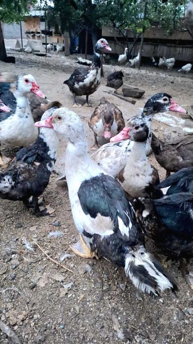 Продам домашнюю птицу: уток, гусей