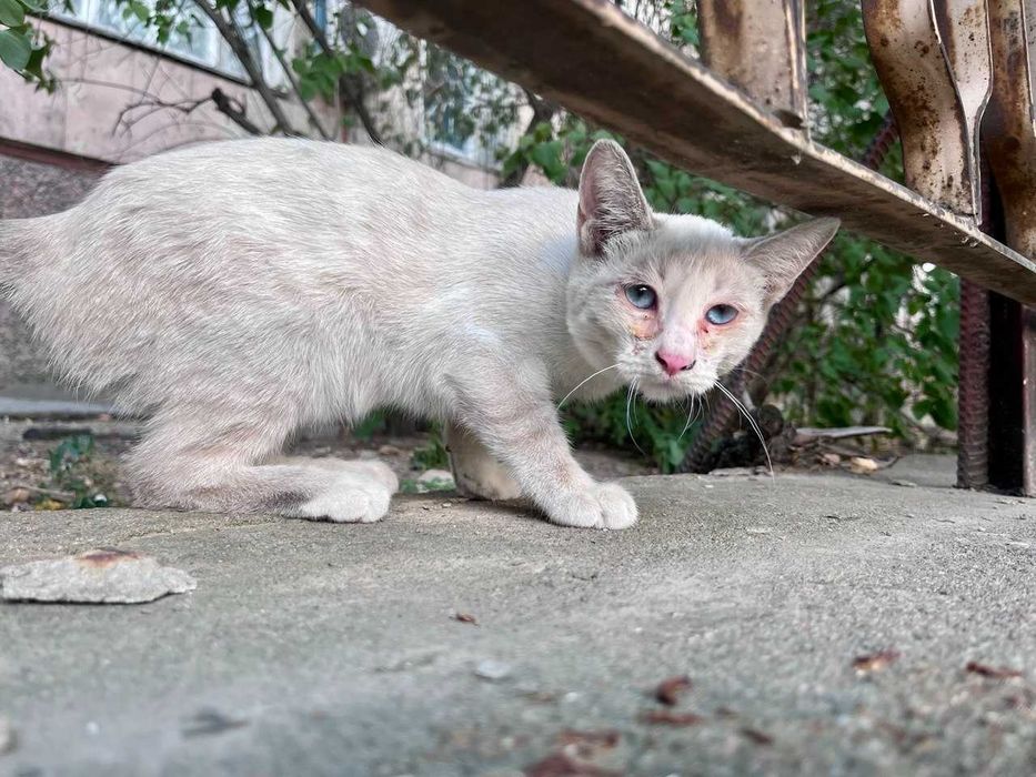 Котёнок 6 месяцев