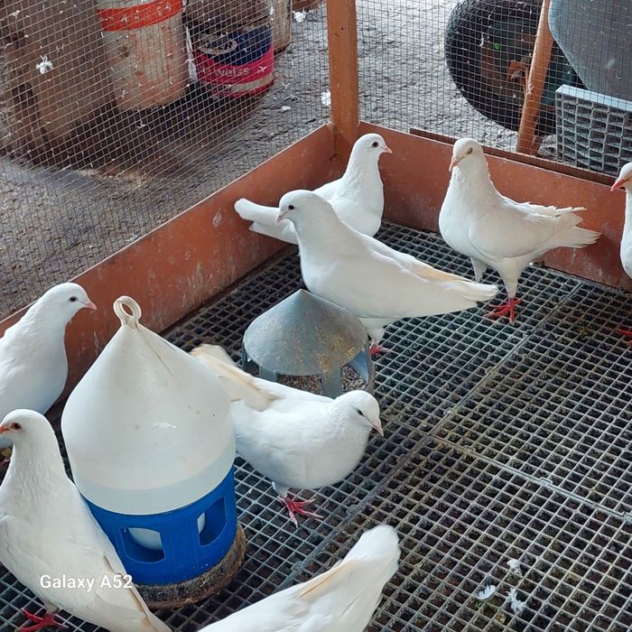 Porumbei Hublle de vânzare