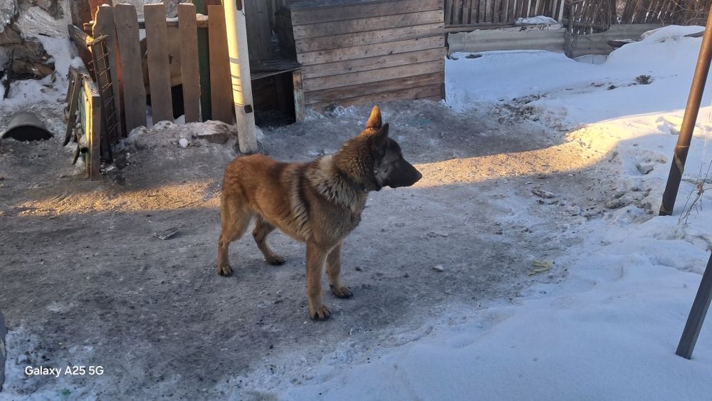 Продам немца 1год,