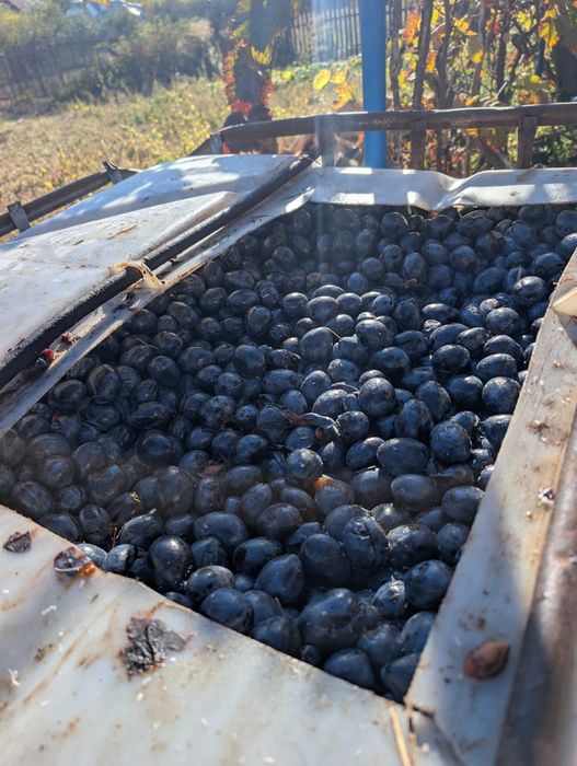 Prune de vânzare