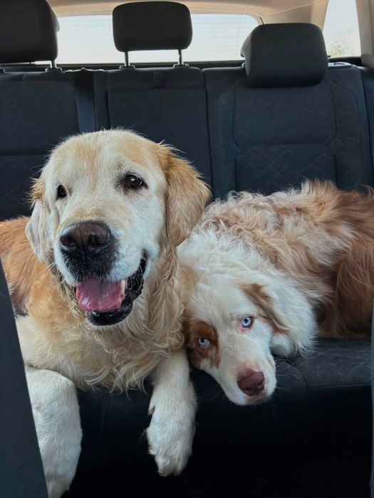 Pet sitting/Pet boarding