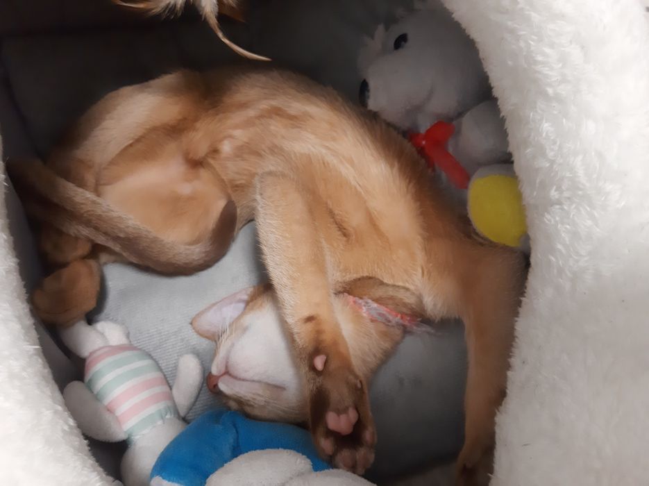 Котёнок абиссинец