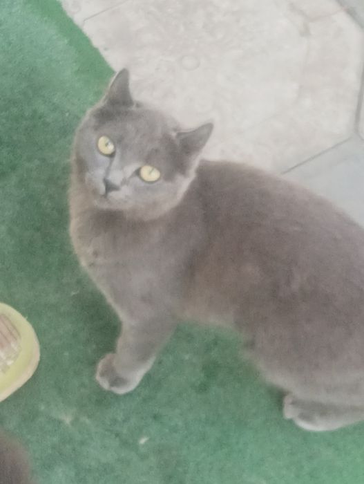 Кошечка Скотч Ленд британка