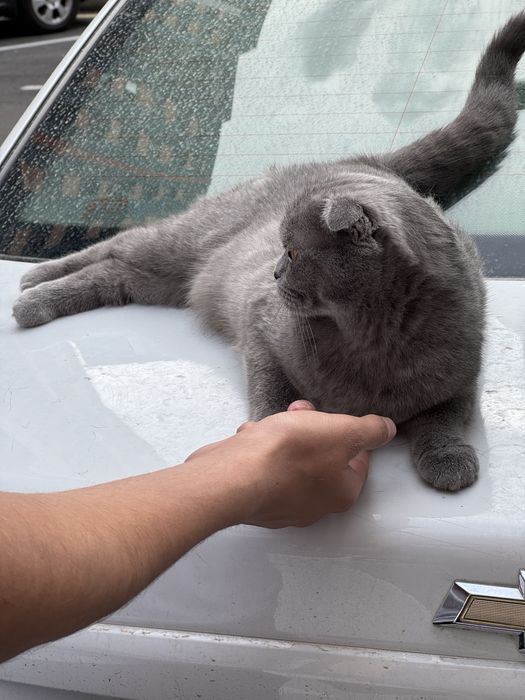 Меҳрибон ва зўр зотли скотиш мушук сотилади”