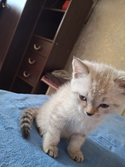 Британскии котенок