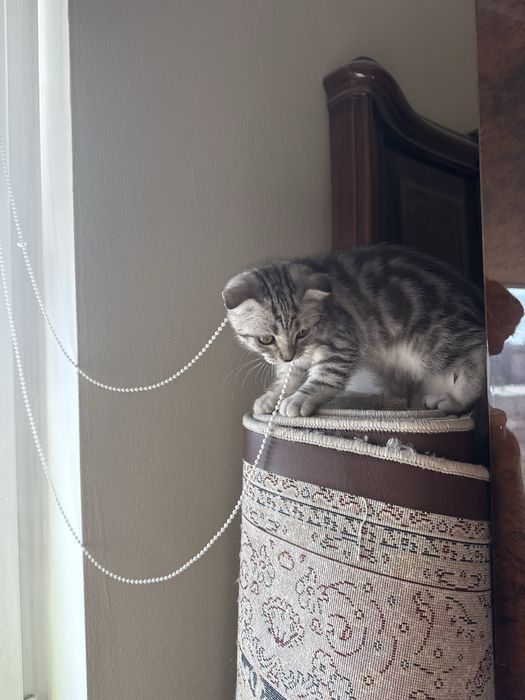 Продам котенка 6 месяцев