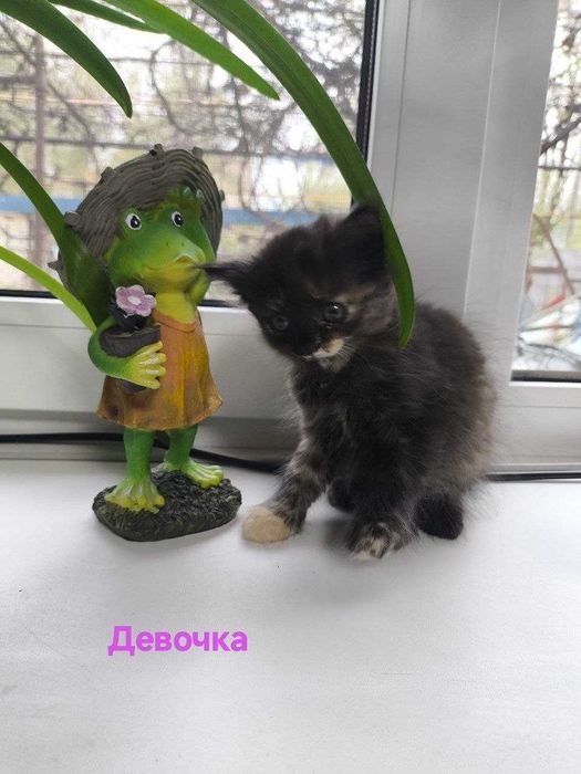 Отдам котят в добрые руки