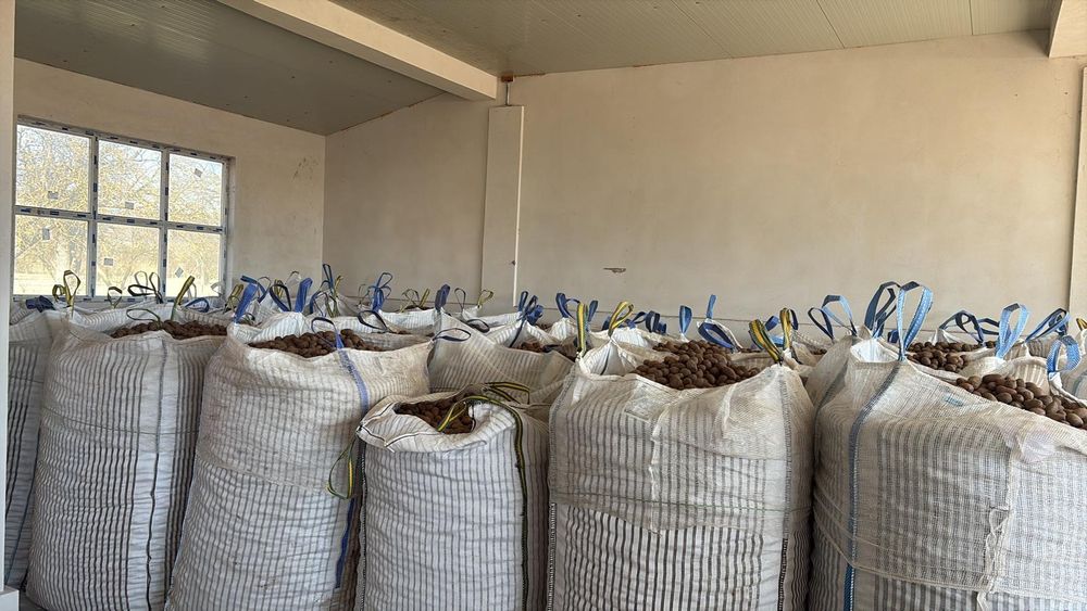 Cartofi pentru animale