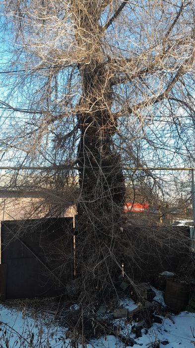 Карагач кап дерево продам