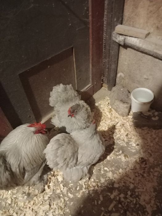 Cochinchina. Pitic Izabel