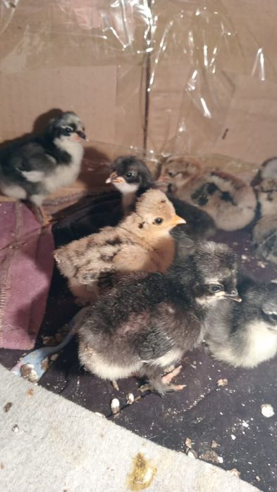 Продам цыплят. 1 неделя.