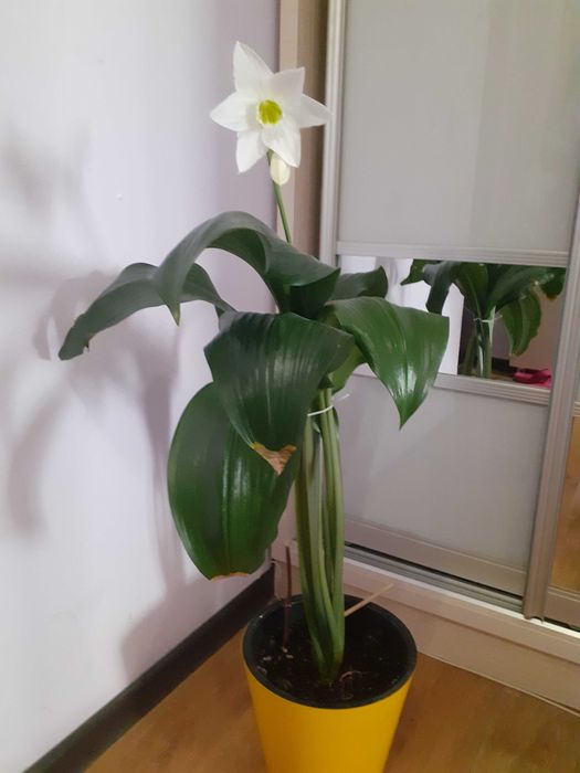 Продам комнатные цветы