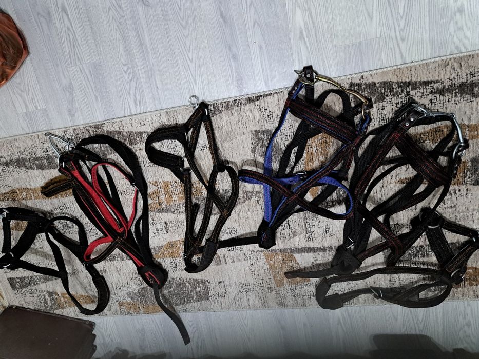 Жуген нокта сатылады