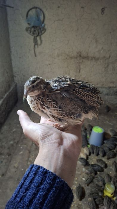 Bedanalar sotiladi