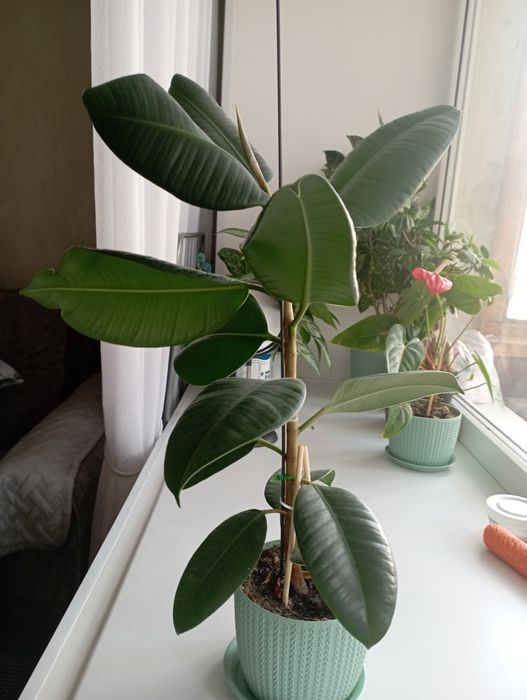 Срочно продам, цветы комнатные.