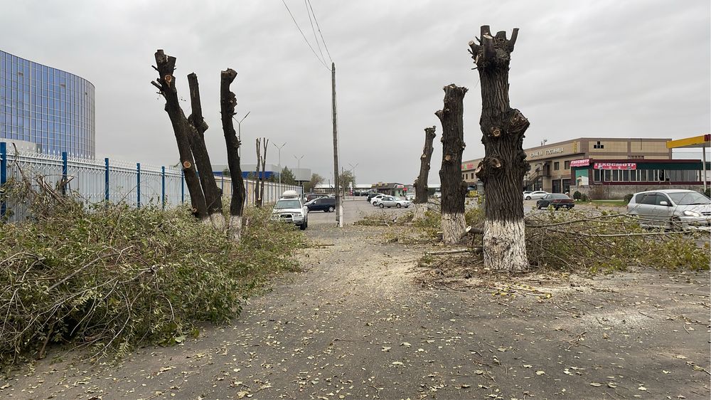 Спил дерева,сруб деревьев.
