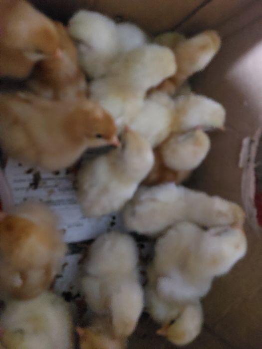 Цыплята.Гусята.Утята.