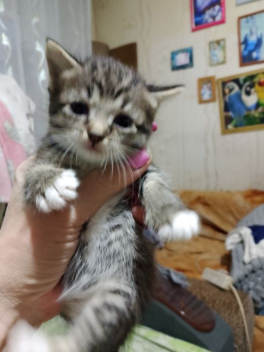 Котята, малыши - 1 месяц.