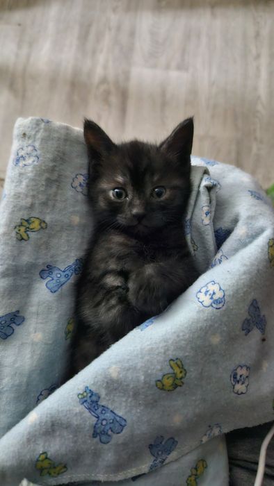 отдам котенка мальчика