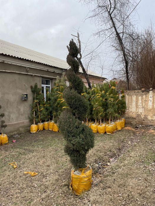 Саженцы Тополь Сосна Береза