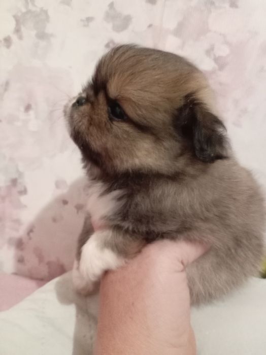 Продам щенков шпице пикинеса.