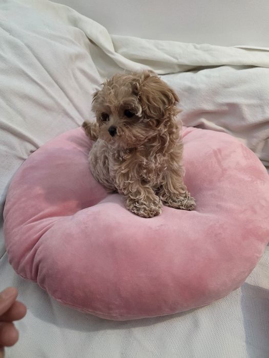 Maltipoo Korean teacup,  mini toy