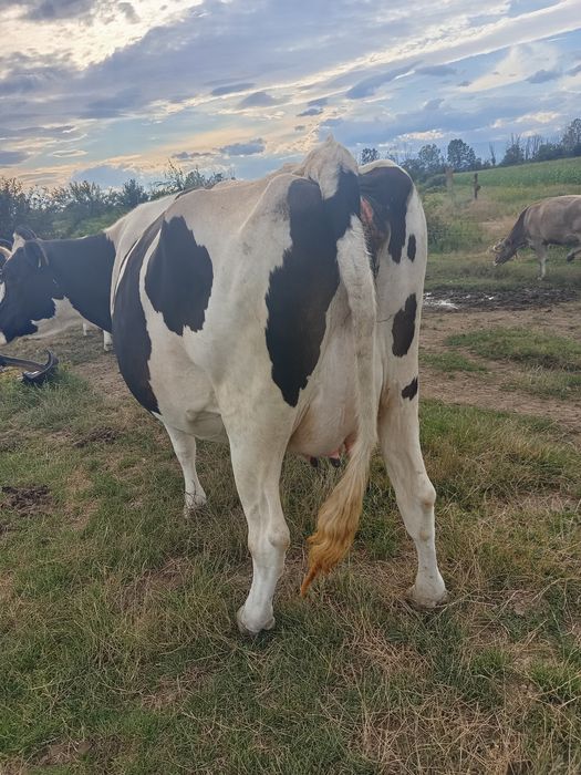 Vacă Holstein de vânzare