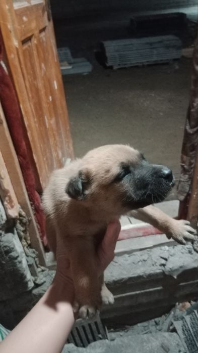 Продам щенка бельгиской овчарки