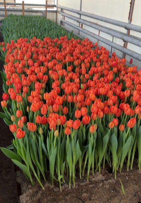 Тюльпаны оптом.в городе есть склад.