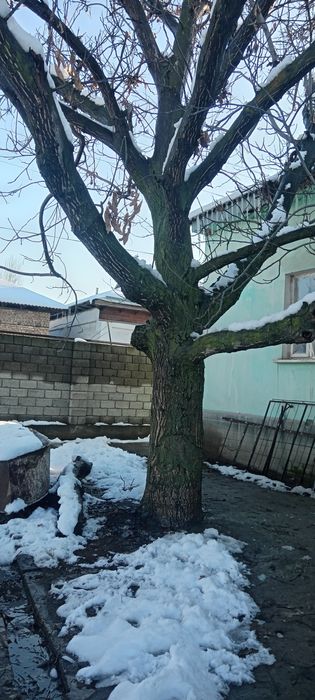 Yong'oq daraxti sotiladi