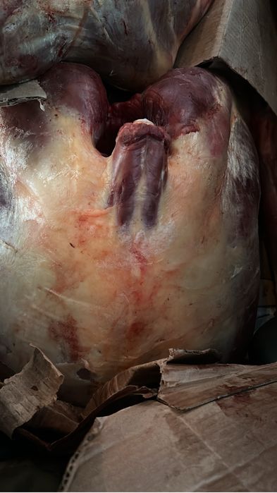 Жылкы баитал конина