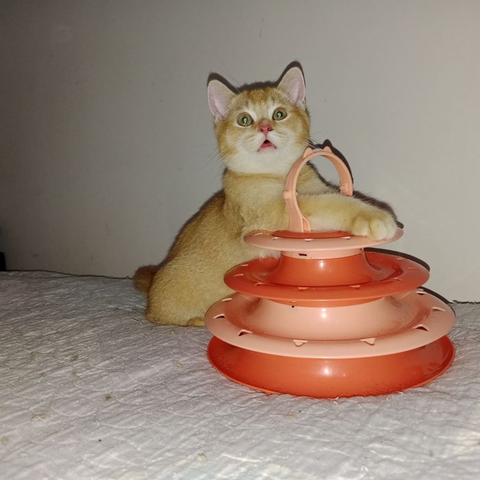 В хорошие руки шотланский котик