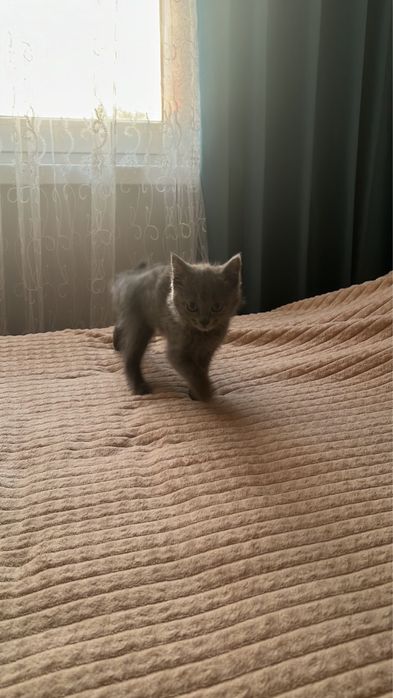Продается 2мес шатландский кошка