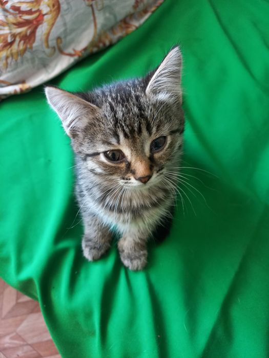 Маленькие котята 1 месяц