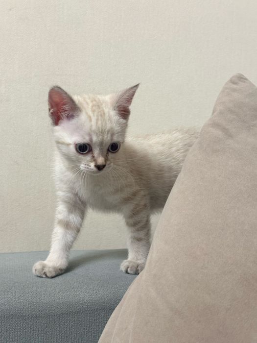 Котенок 1.5 месяцев девочка
