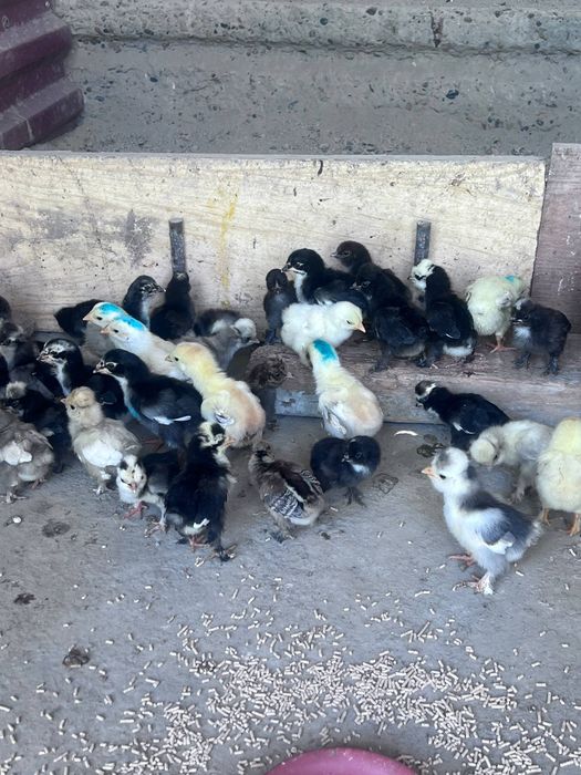 Корейский японка ва оддий японка жужалари
