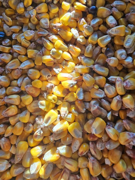 Vand porumb recoltat 2026