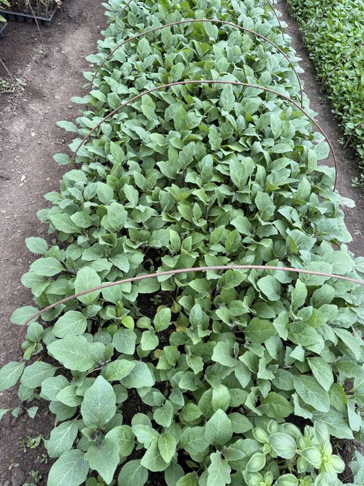 Vând răsad, rosii inima boului, ardei gras, kapia, gogosar, vinete